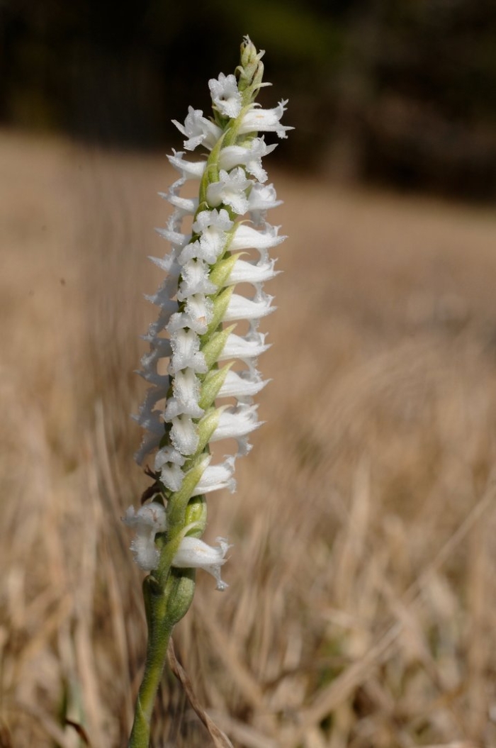 Spiranthes cernua