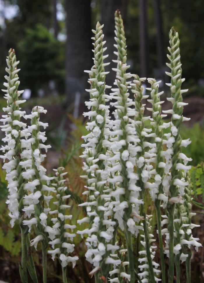 Spiranthes cernua var odorata