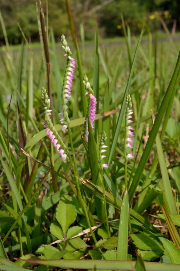Скрученник (spiranthes)