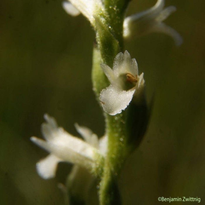 Spiranthes aestivalis