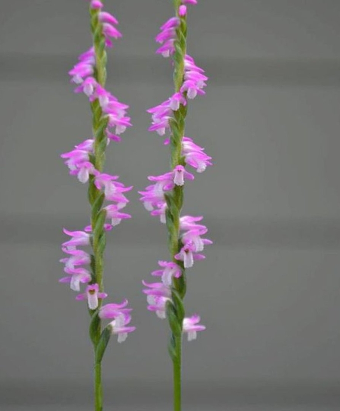 Spiranthes sinensis