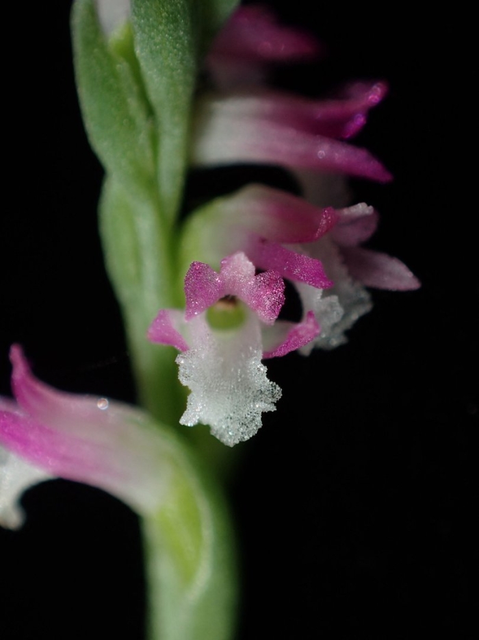 Spiranthes delitescens
