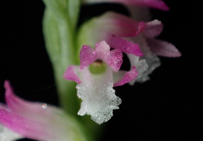 Spiranthes sinensis