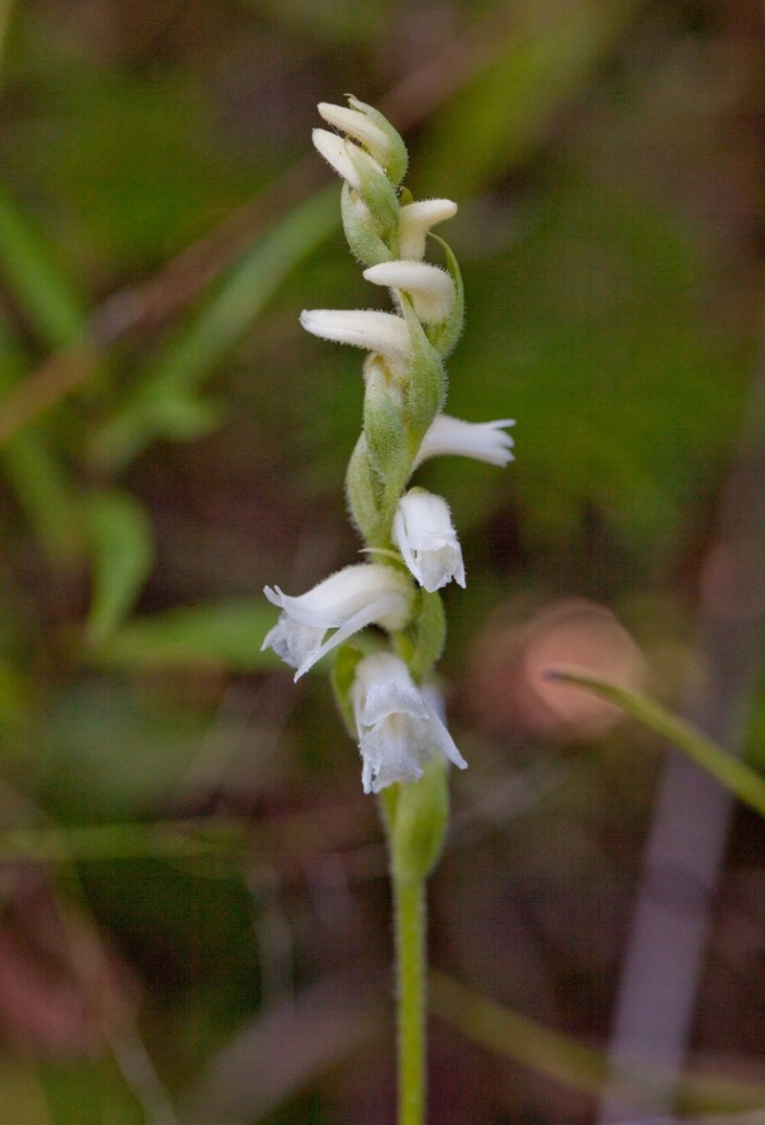 Spiranthes vernalis