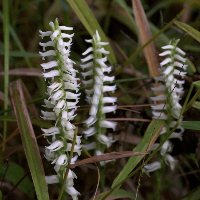 Spiranthes odorata