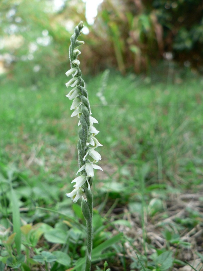 Spiranthes spiralis