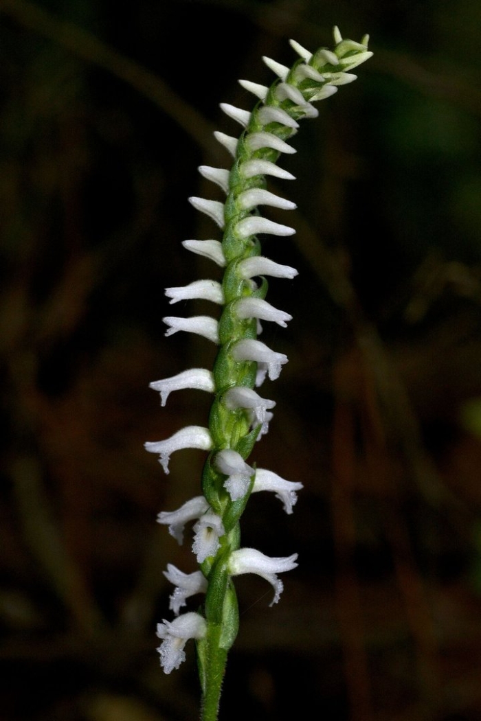 Spiranthes incurva