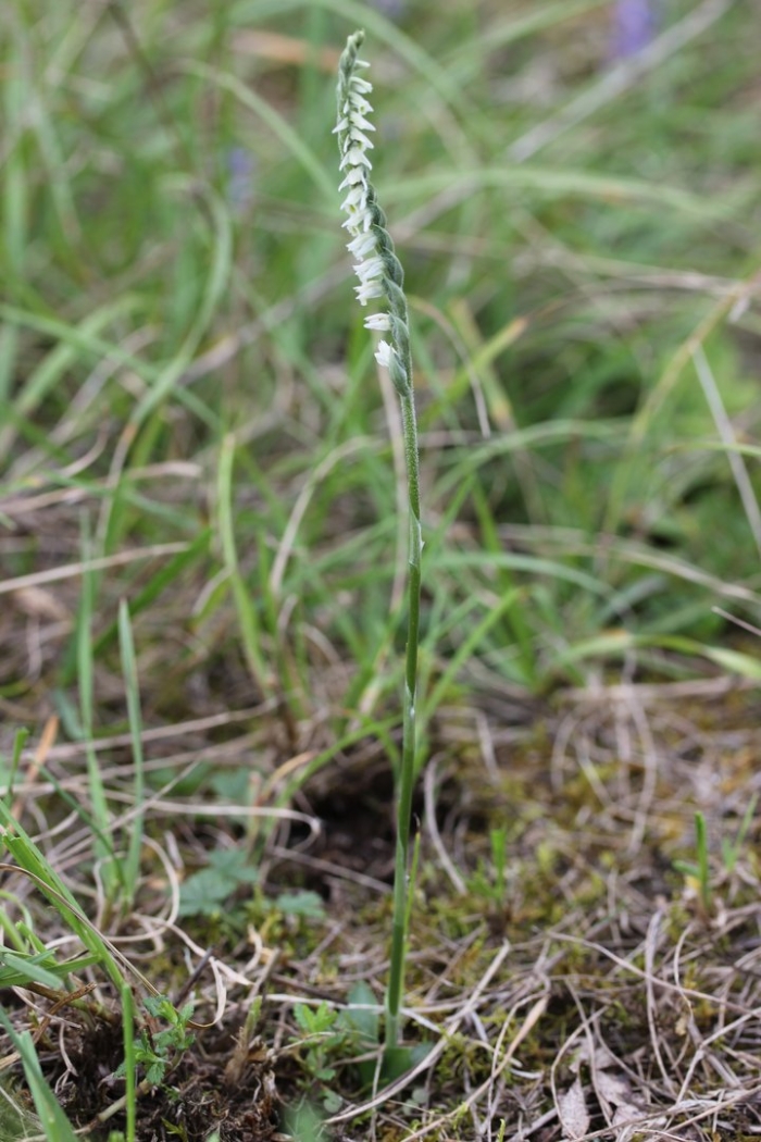 Лук горный спиралис