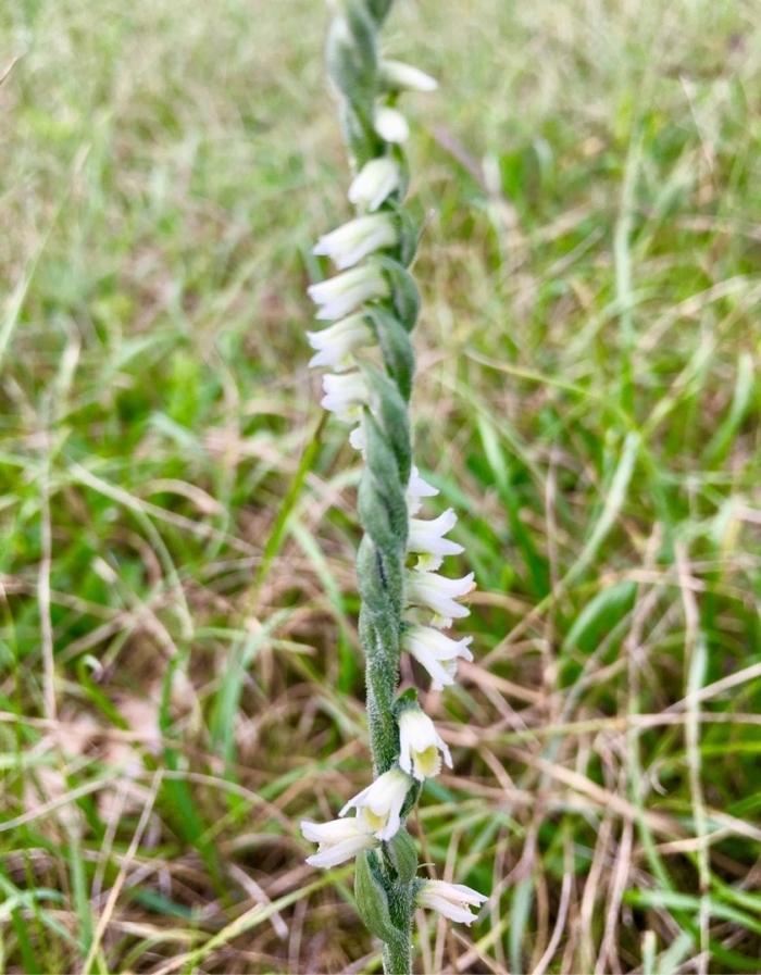 Spiranthes longilabris