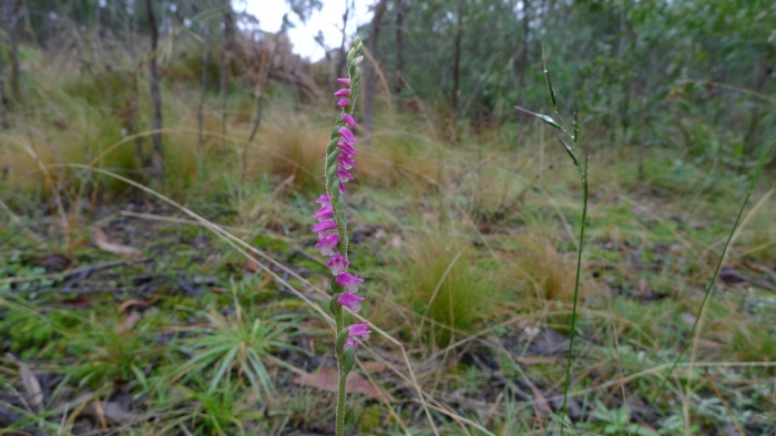 Spiranthes australis