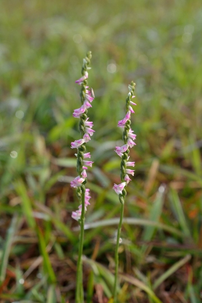 Spiranthes sinensis
