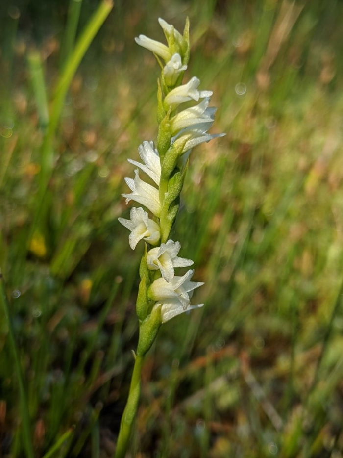 Spiranthes magnicamporum
