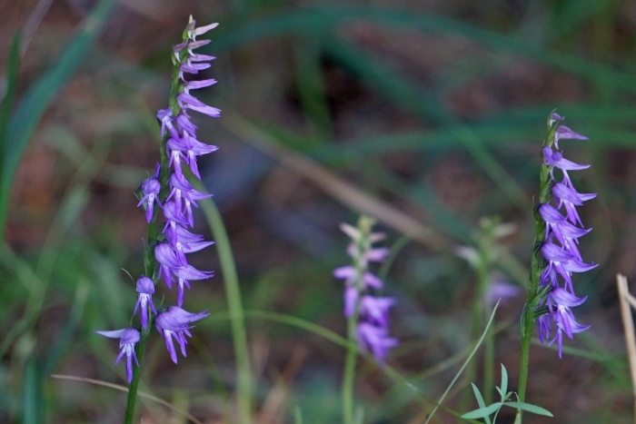Гнездоцветка клобучковая