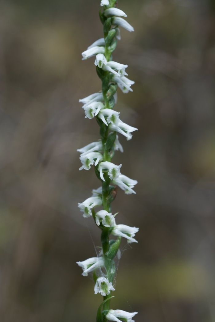 Spiranthes lacera var gracilis