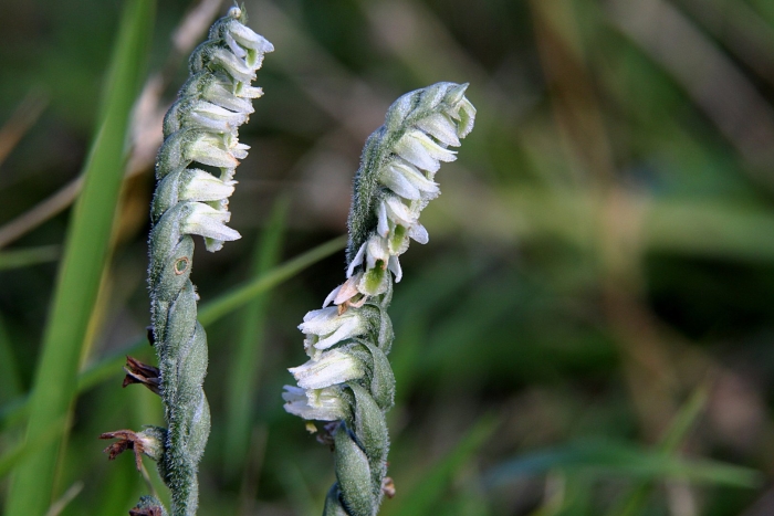 Скрученник приятный (spiranthes amoena