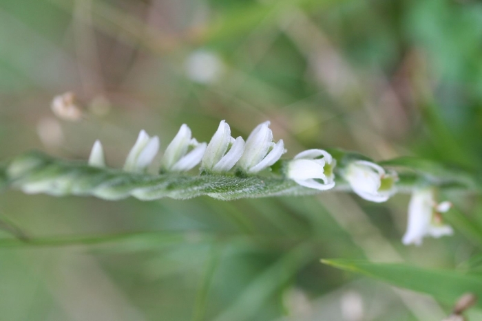 Криьпомерия спиралес