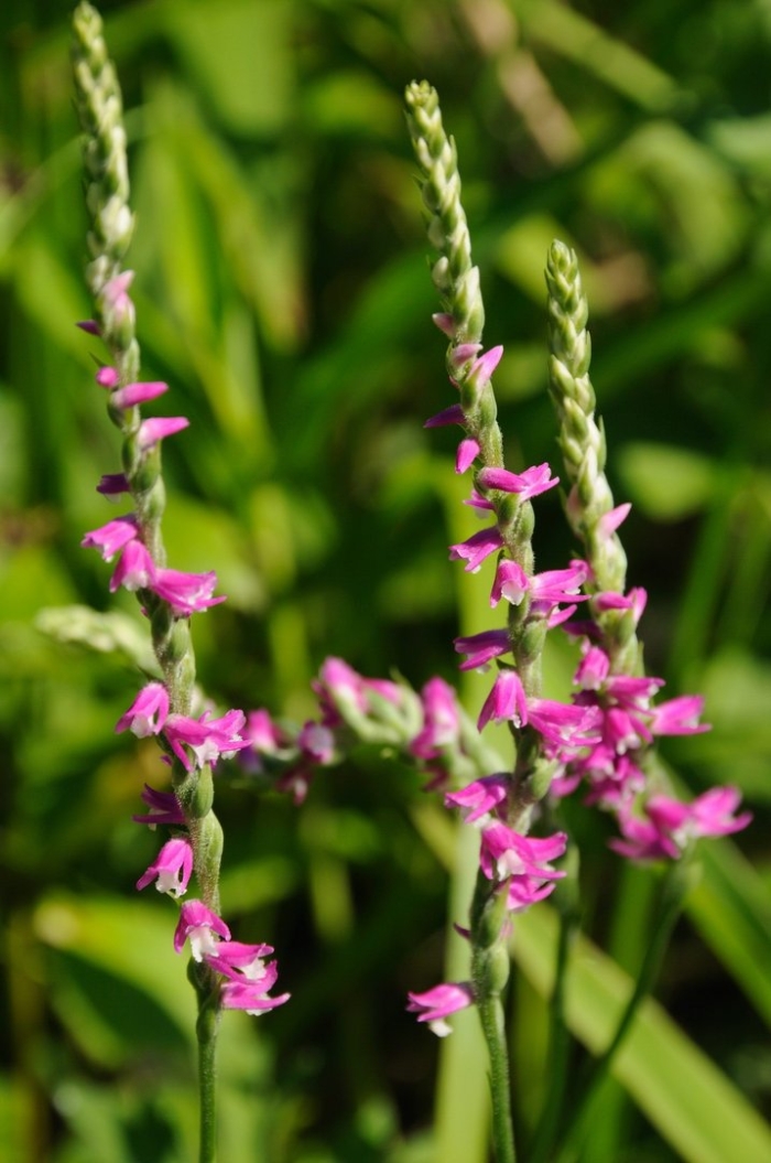 Скрученник орхидея