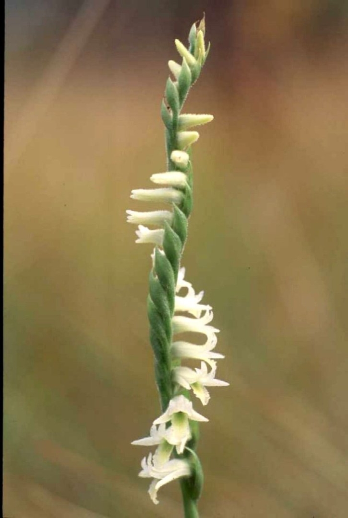 Spiranthes australis
