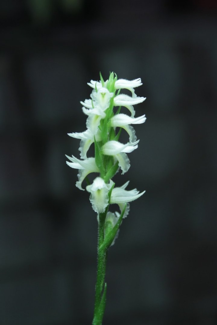 Spiranthes cernua