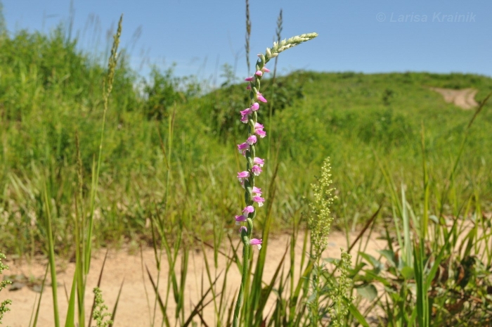 Spiranthes sinensis
