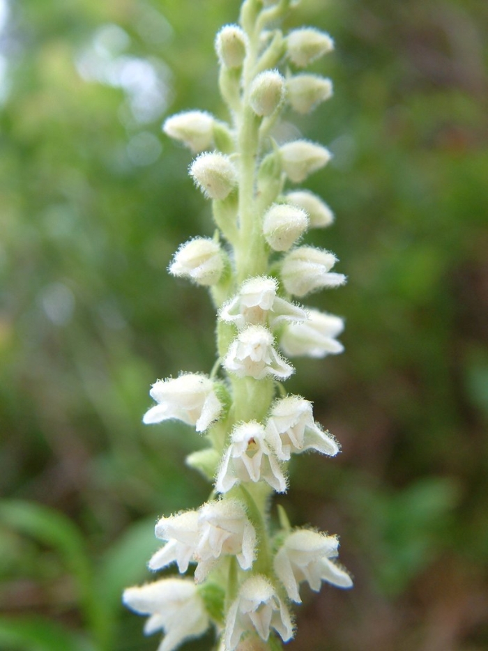 Goodyera repens