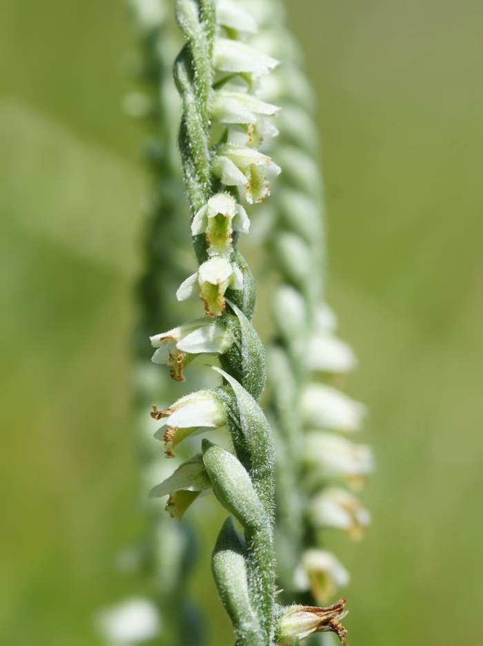 Spiranthes romanzoffiana