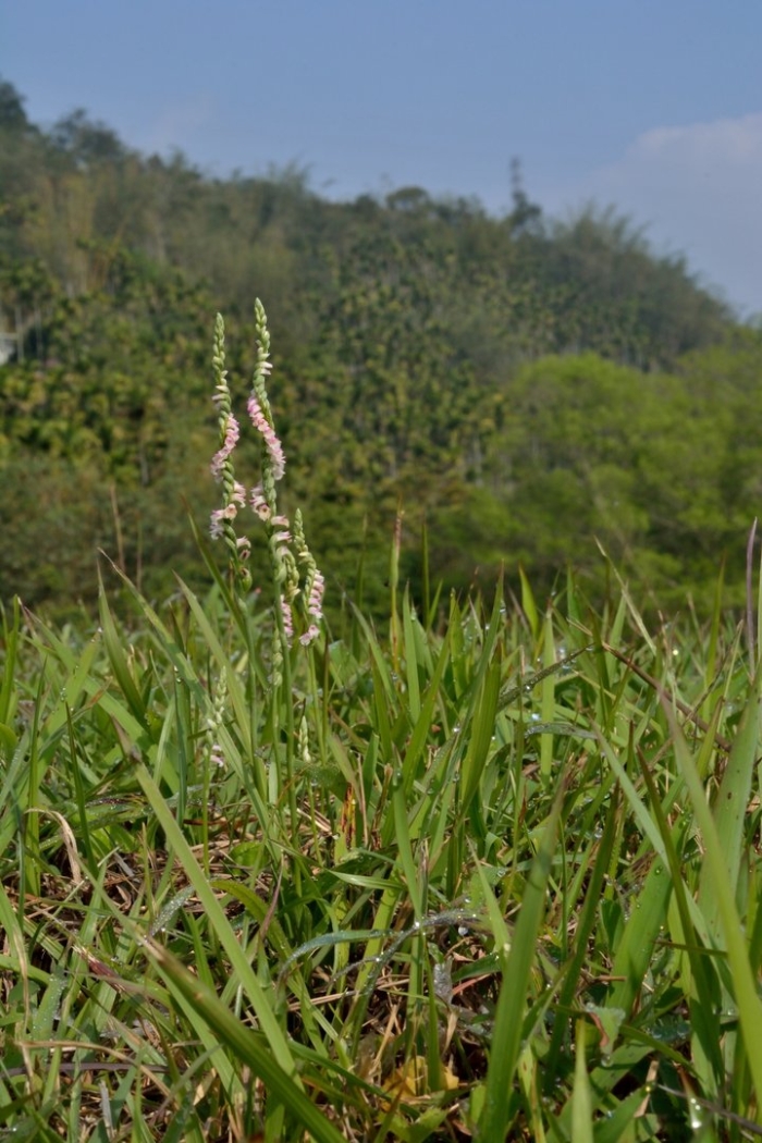 Горец почечуйный (polygonum persicaria)