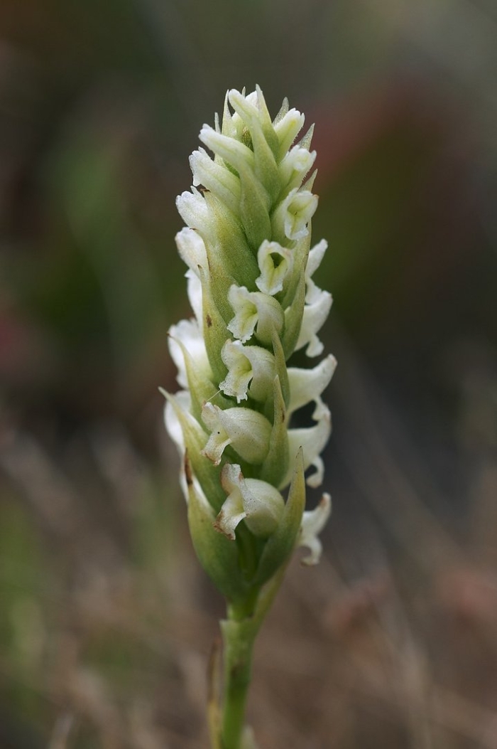 Spiranthes aestivalis