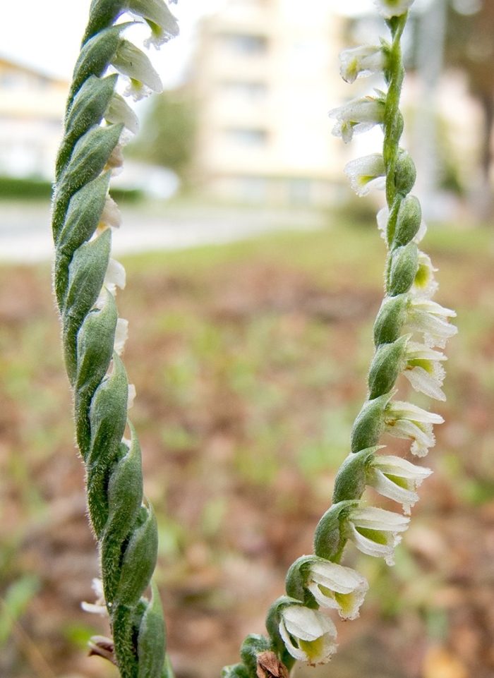 Spiranthes spiralis