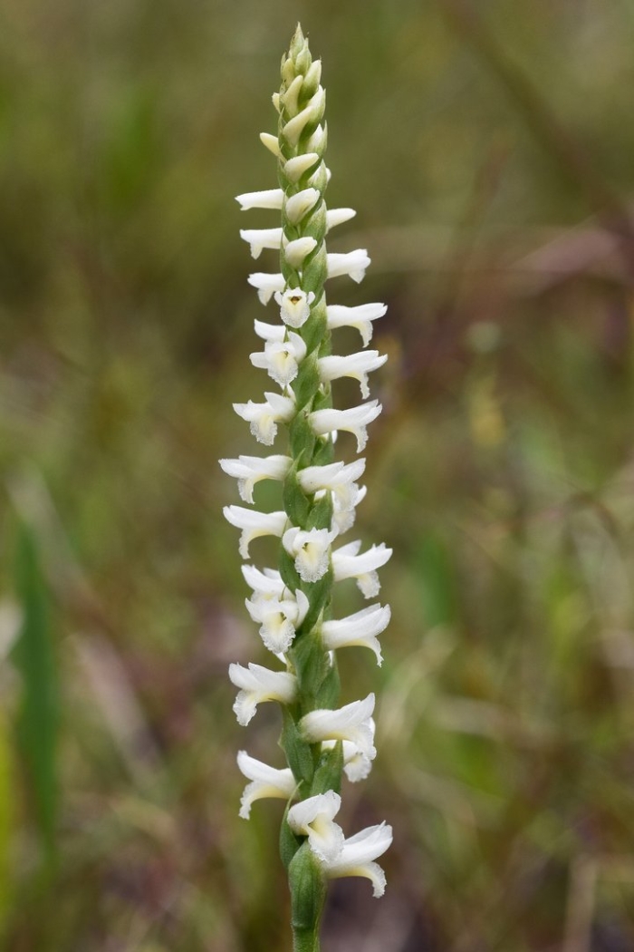 Spiranthes cernua
