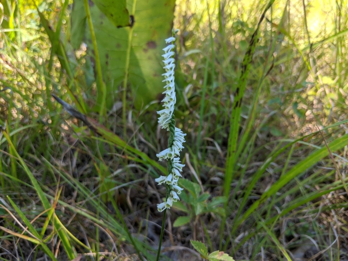 Spiranthes lacera