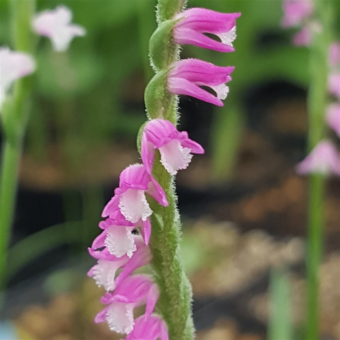 Spiranthes sinensis