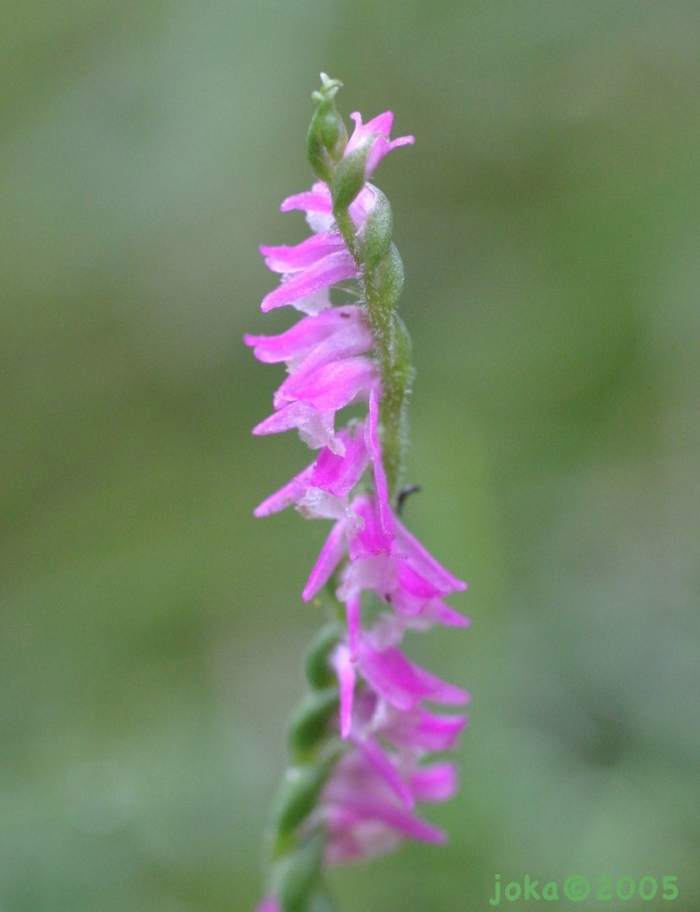 Скрученник китайский spiranthes sinensis