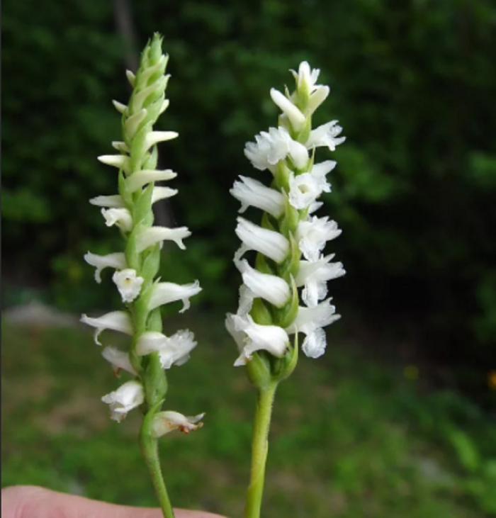 Spiranthes ochroleuca