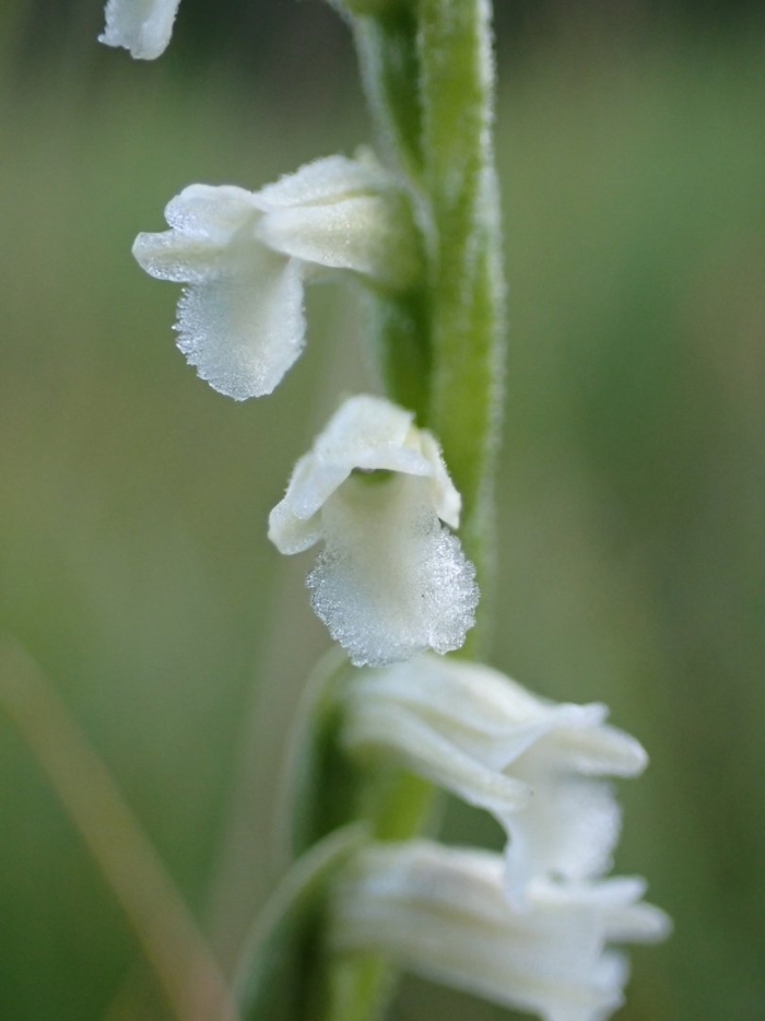 Spiranthes sinensis