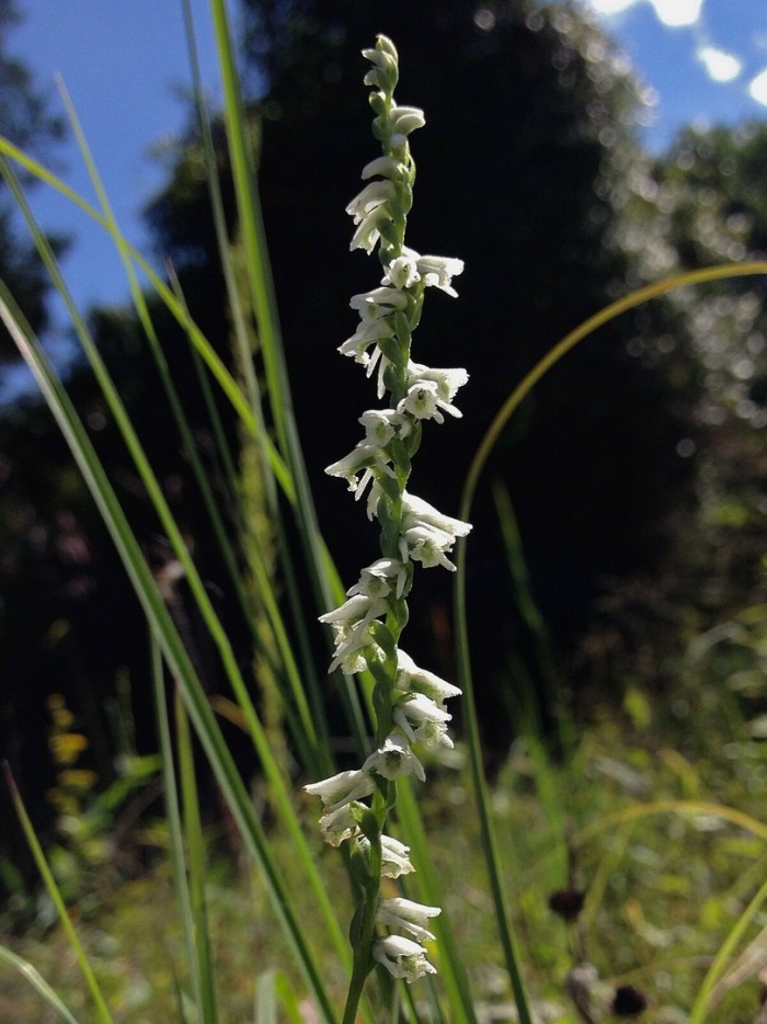 Spiranthes sinensis