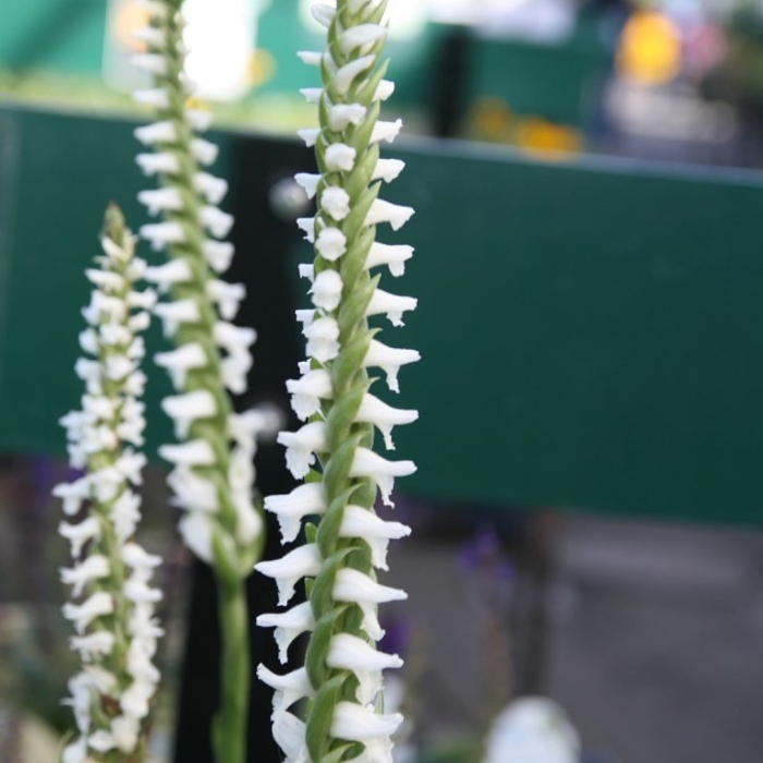 Spiranthes cernua