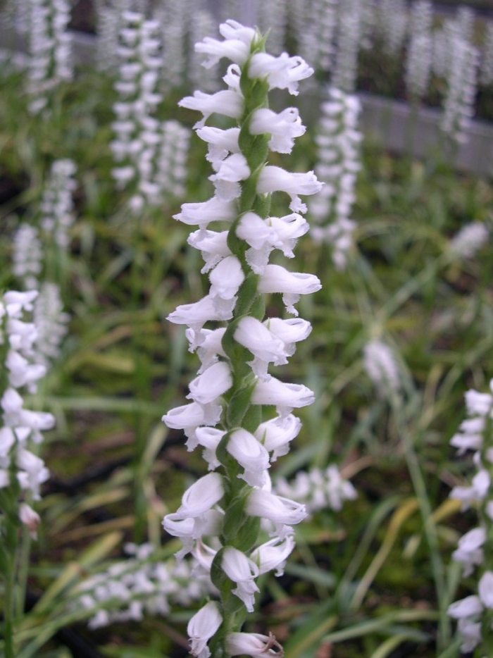 Spiranthes cernua
