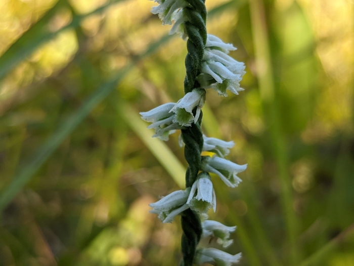 Spiranthes sinensis