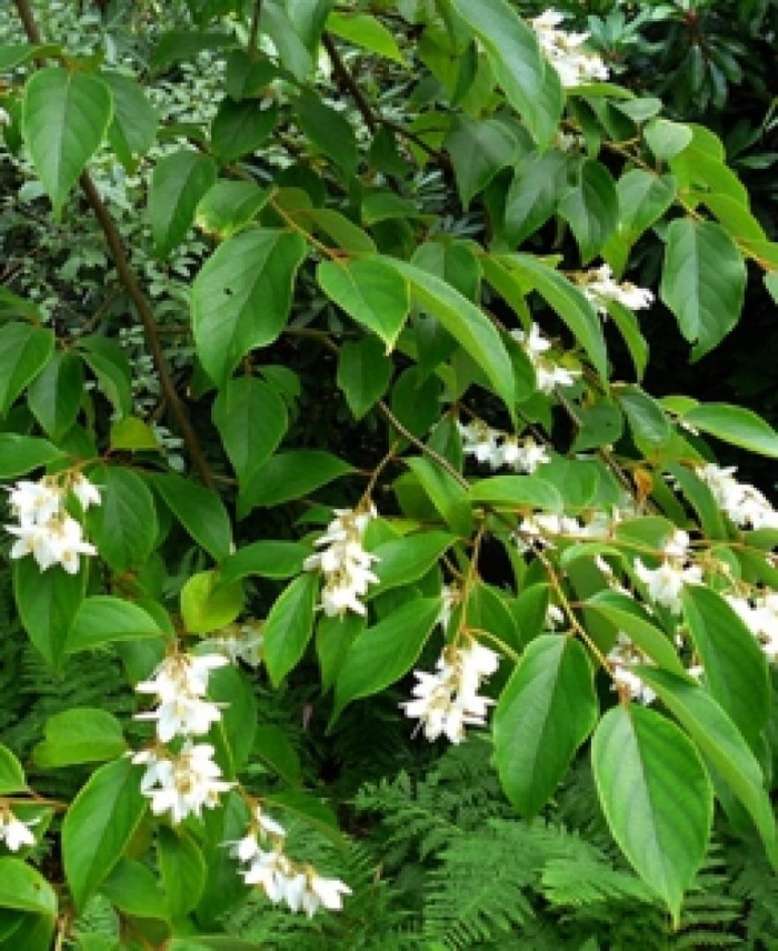 Стиракс обассия