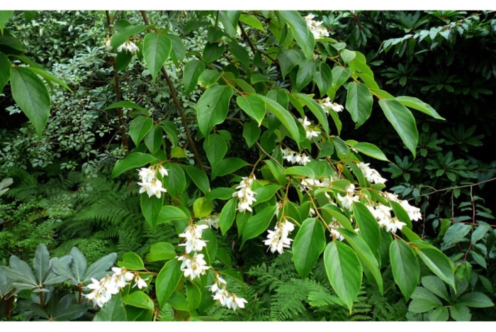 Deutzia gracilis nikko