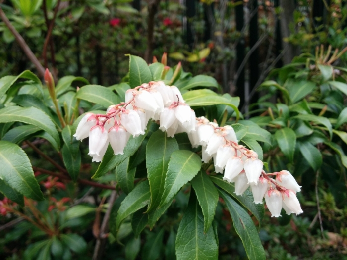 Pieris japonica