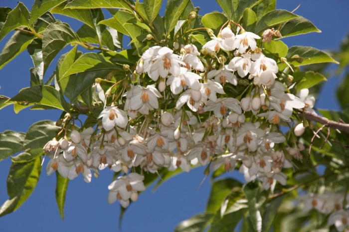 Styrax japonica