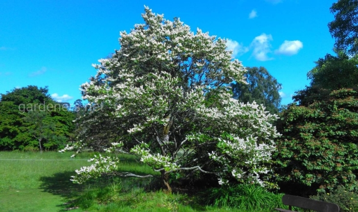 Chionanthus virginicus