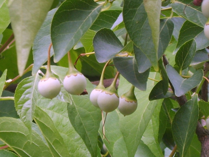 Styrax japonicus