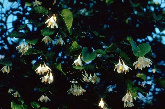 Styrax camporum