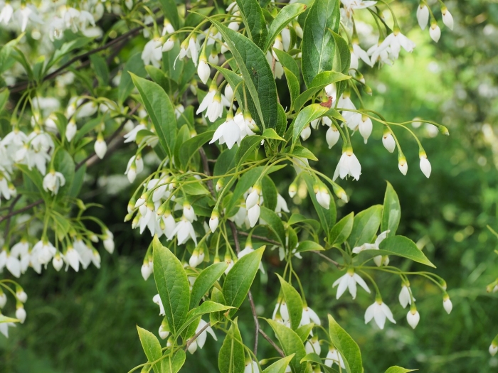 Styrax officinalis
