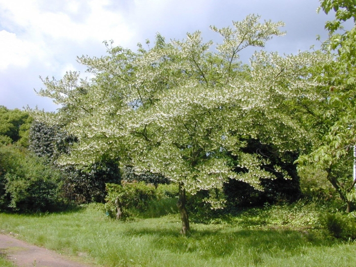 Cornus controversa