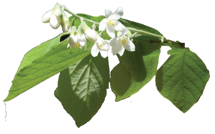 Стиракс японский