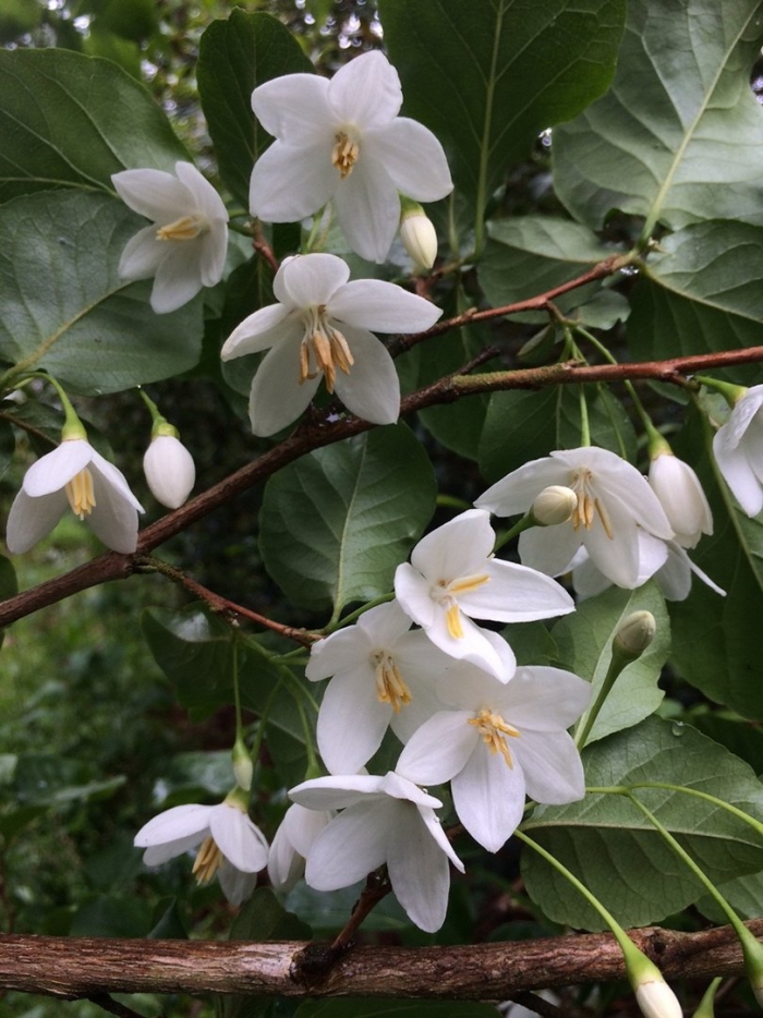 Японский стиракс растение